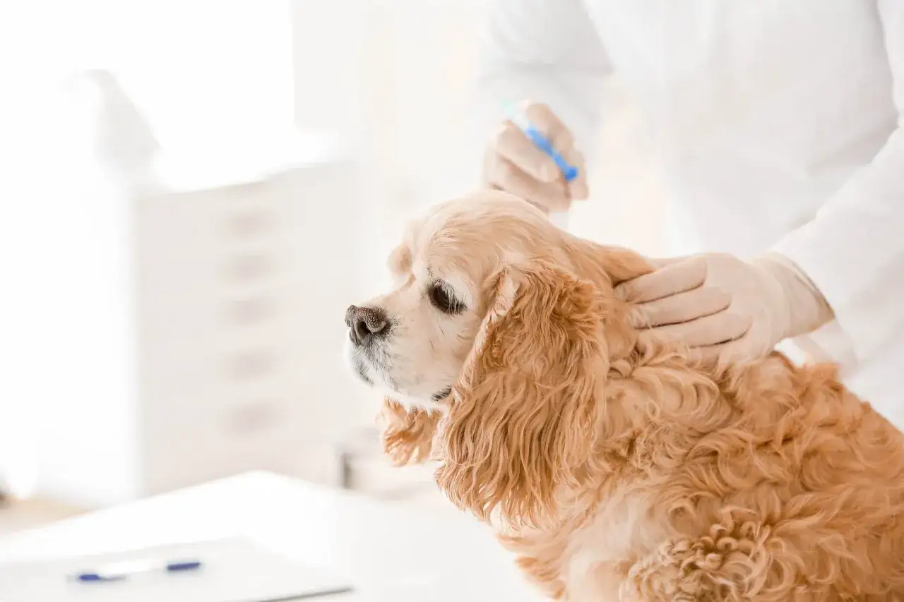 En veterinär ger en hund en injektion. Detta kan vara en del av en behandling för att undvika kemisk kastrering hund biverkningar.