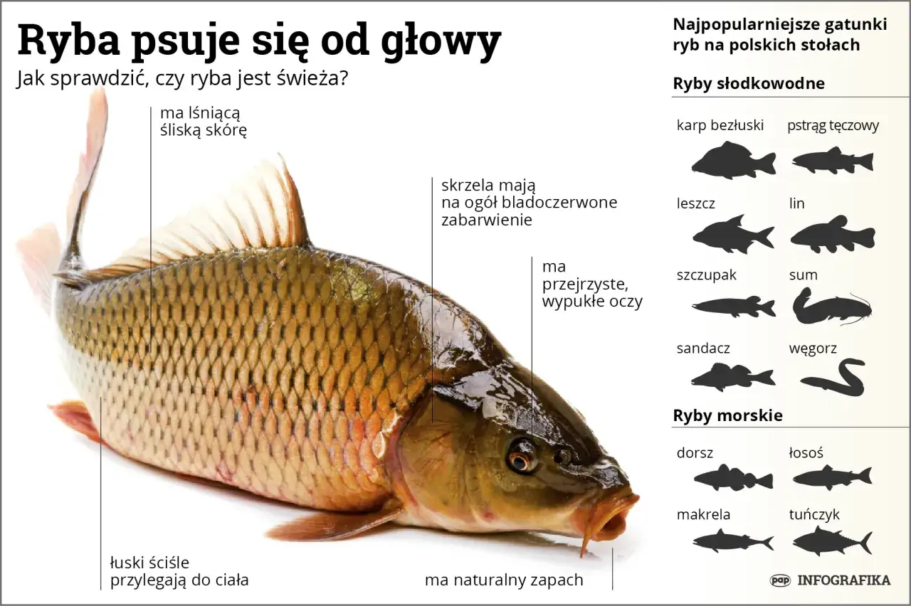 Karp bezłuski z lśniącą skórą i wypukłymi oczami. Obok inne popularne ryby słodkowodne i morskie.