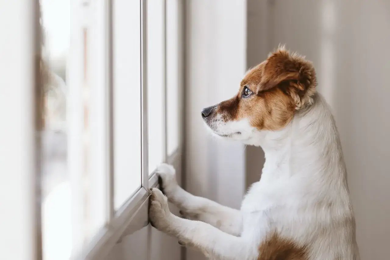 A dog therapist, with paws on the windowsill, gazes out, perhaps contemplating the day's appointments or the mysteries of the outside world.
