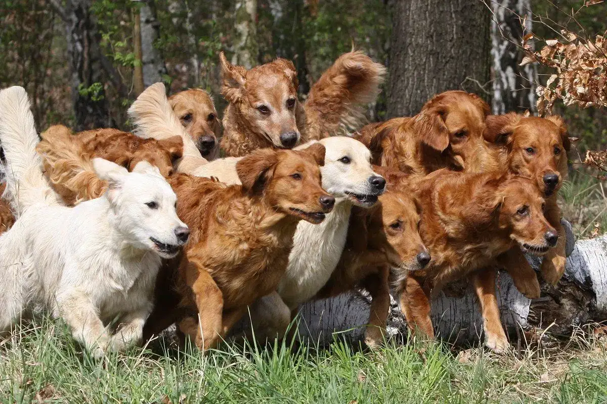 Eine Gruppe von Golden Retrievern in verschiedenen goldenen Farben, von hellcremig bis tiefbraun, posiert im Gras.
