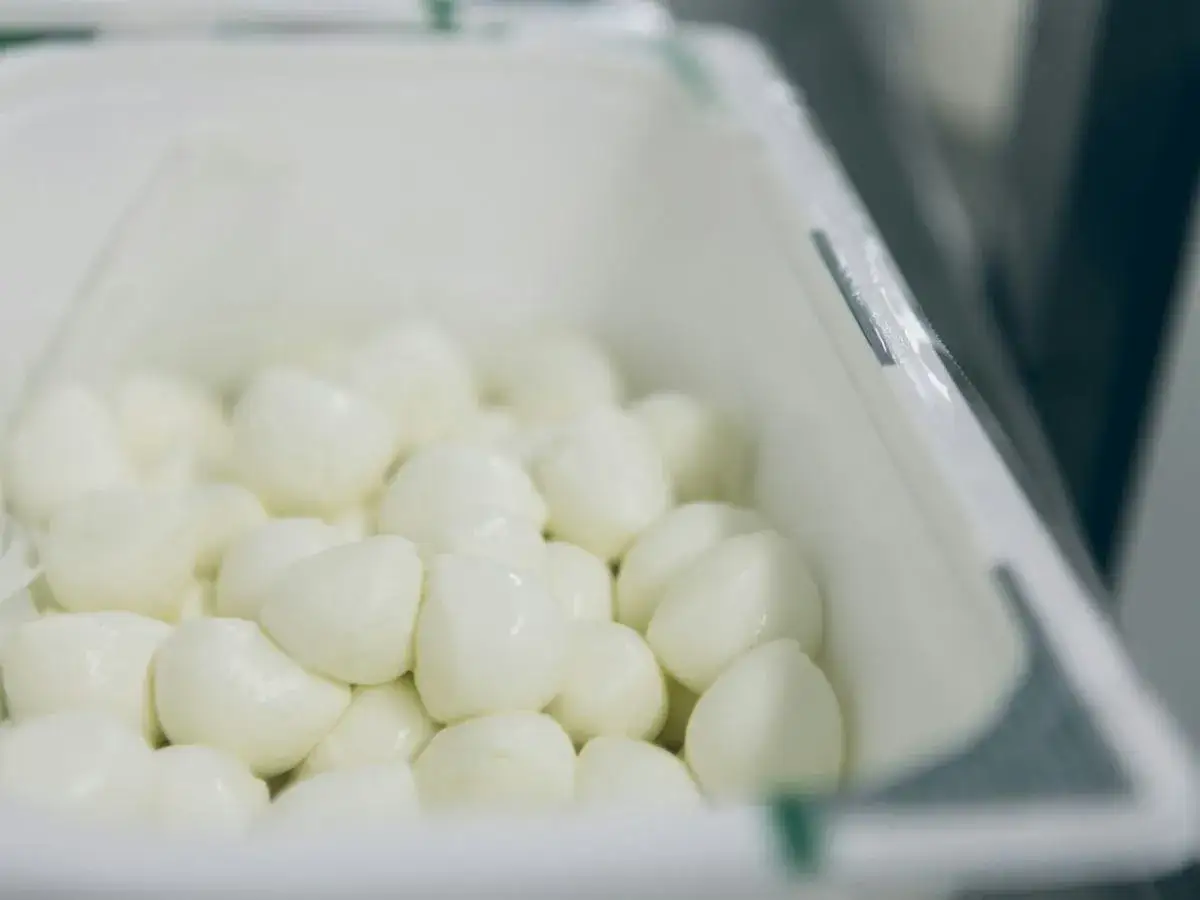 Świeże kulki mozzarelli w pojemniku. Zastanawiasz się, czy można jeść mozzarellę po terminie?
