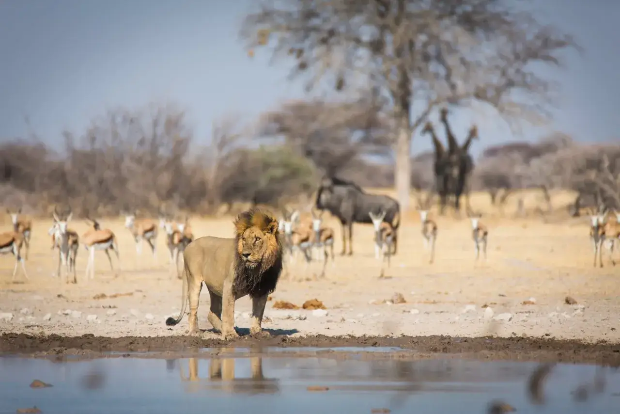 Lew przy wodopoju, w tle stado antylop i gnu. Niezapomniany widok z botswana safari.