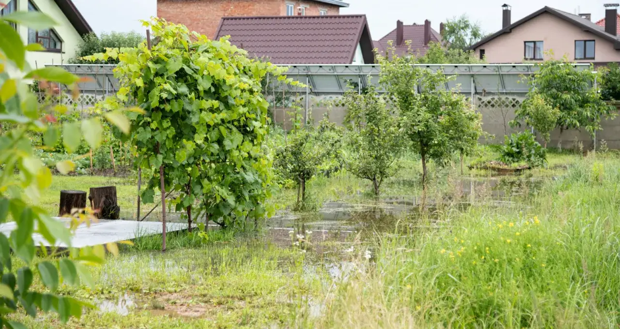 Po ulewnym deszczu na działce zalega woda, tworząc kałuże wśr&oacute;d zieleni i drzewek owocowych.