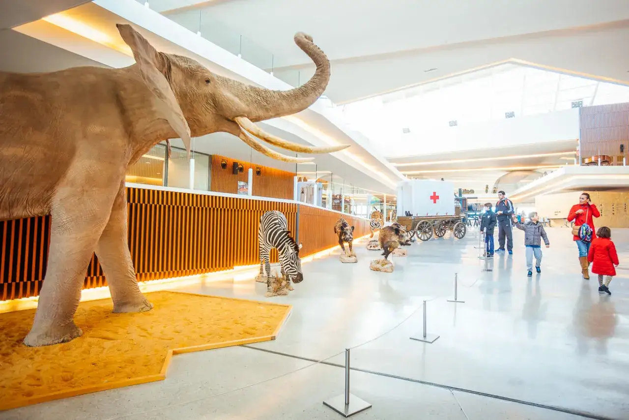 Elefante, cebra y otros animales disecados en un museo. Ideal para actividades niños Granada gratis, una experiencia educativa y divertida.