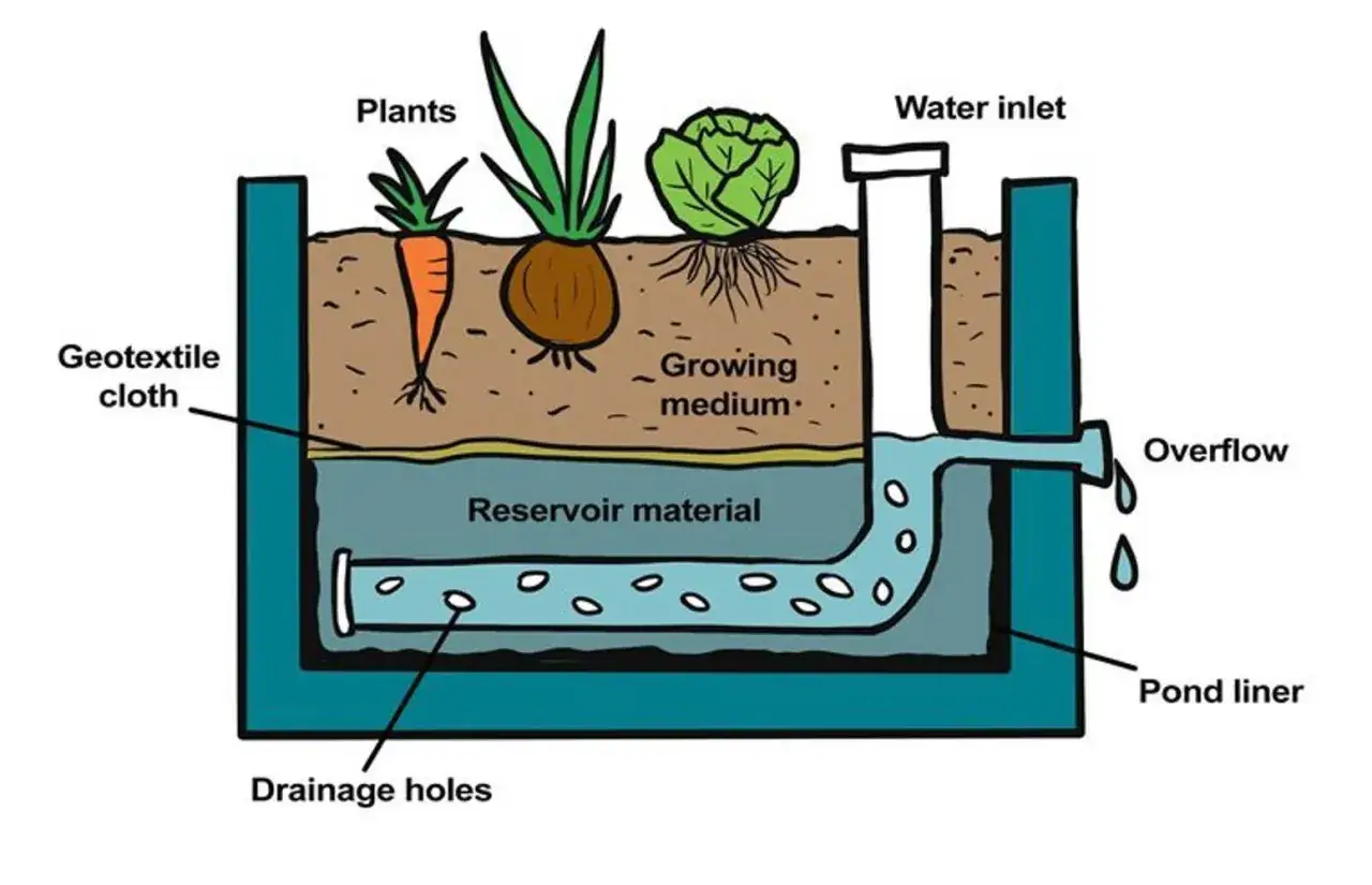 Schéma d'un wicking bed francais : une caisse avec des légumes (carotte, oignon, chou), un réservoir d'eau, un apport d'eau et un trop-plein.