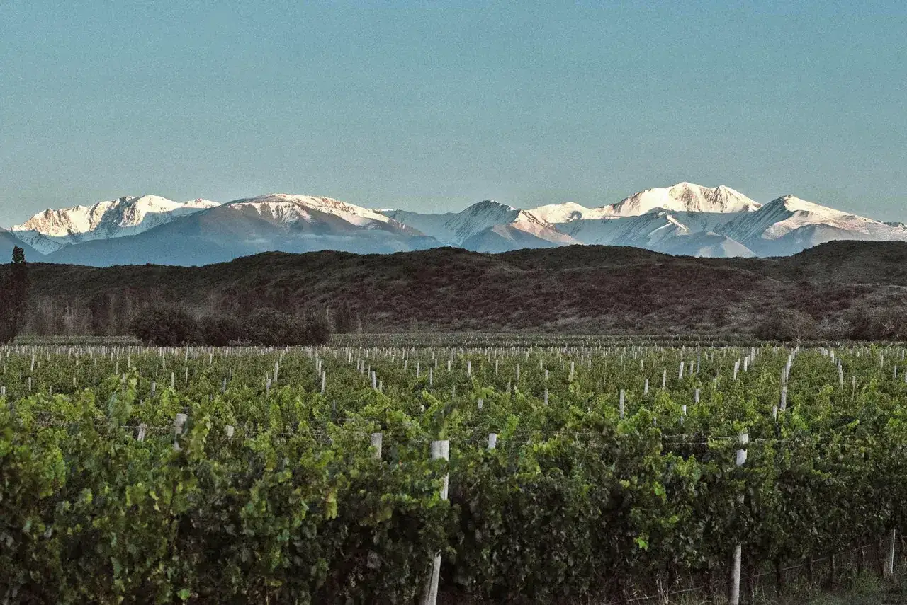 Weingut in den Anden. Hier w&auml;chst die Malbec-Traube, die f&uuml;r ihren vollmundigen Rotwein bekannt ist.