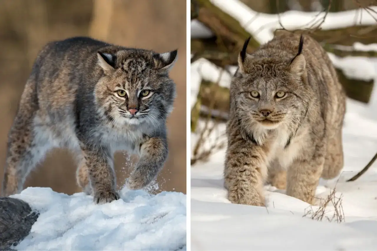 Deux types de lynx, un lynx roux en mouvement sur la neige et un lynx du Canada marchant dans un paysage enneig&eacute;.