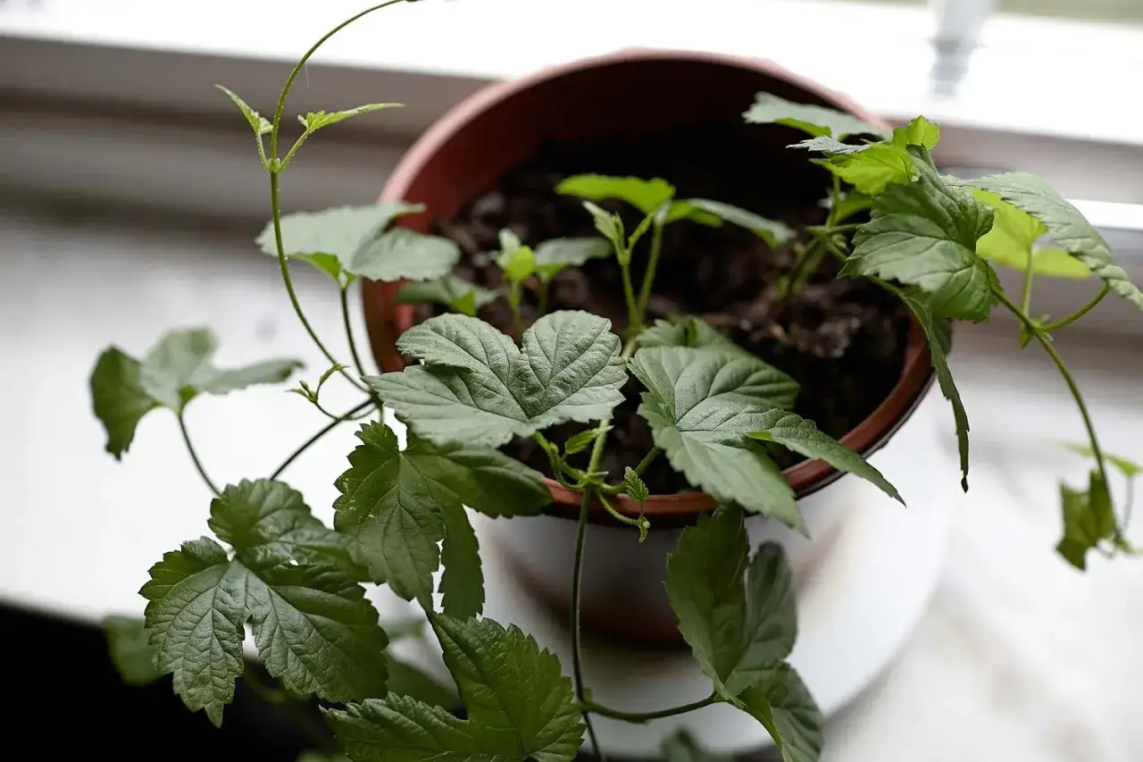 En humle i kruka v&auml;xer frodigt med gr&ouml;na blad och kl&auml;ttrande stj&auml;lkar.