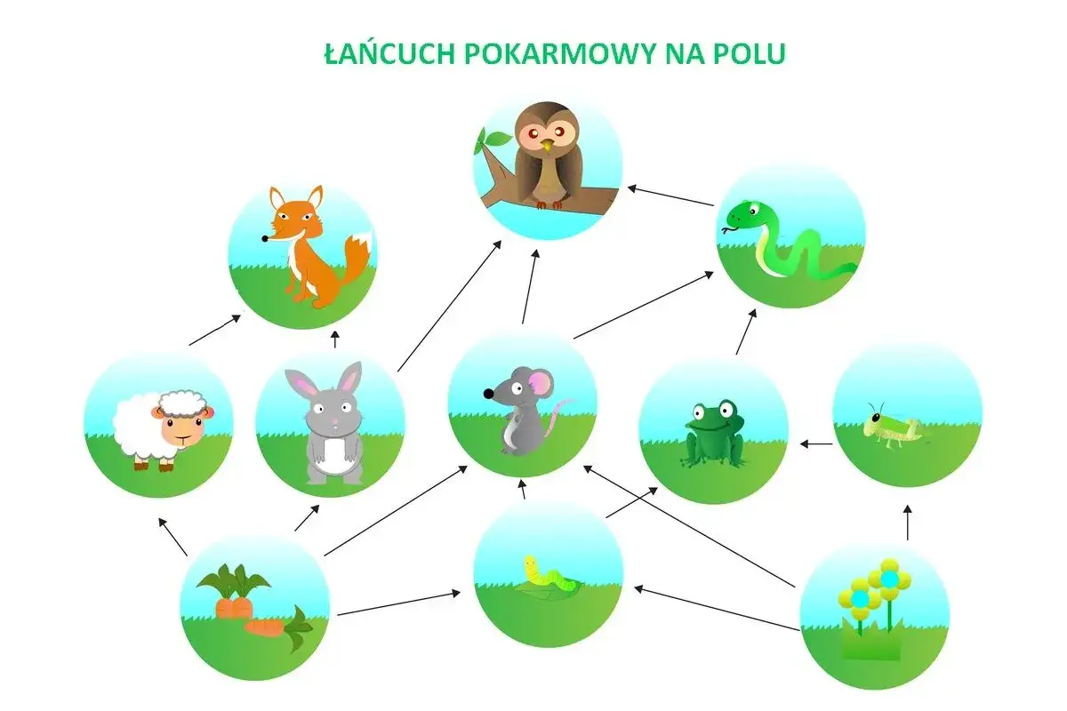 Ilustracja przedstawia łańcuch pokarmowy na polu: marchew jedzona przez królika, który zjada też trawę. Myszy jedzą trawę i gąsienice. Żaby jedzą koniki polne. Węże jedzą żaby. Lisy jedzą króliki i owce. Sowy jedzą myszy i węże. Oto przykłady łańcucha ...