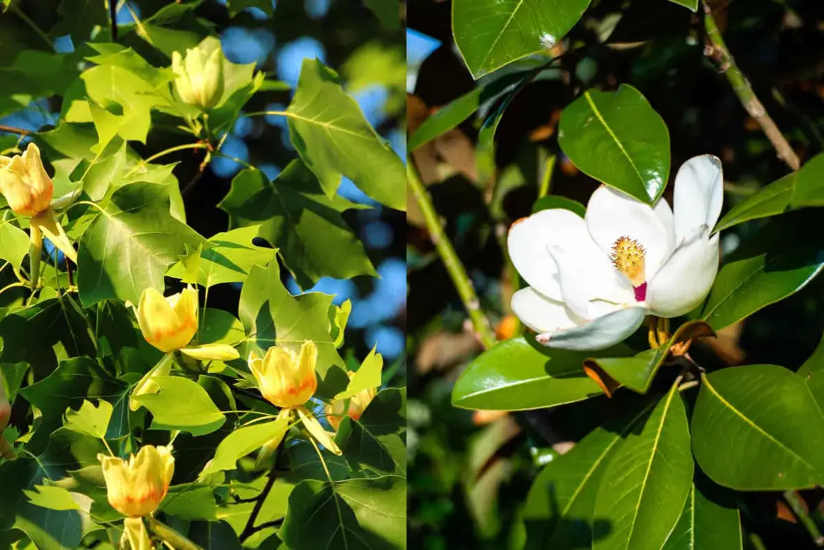 Fleurs jaunes de tulipier et une fleur blanche de magnolia, contrastant dans la lumière du soleil.