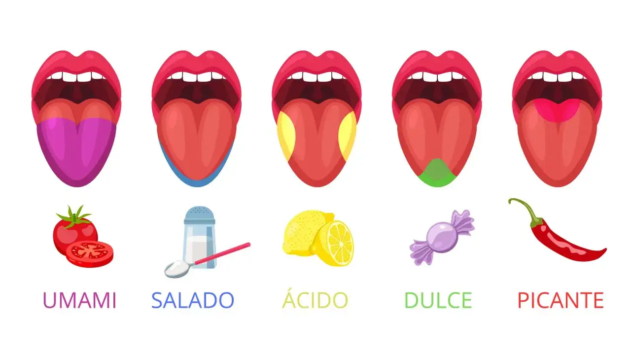 Lenguas mostrando sabores: umami (tomate), salado (sal), &aacute;cido (lim&oacute;n), dulce (caramelo) y picante (chile).