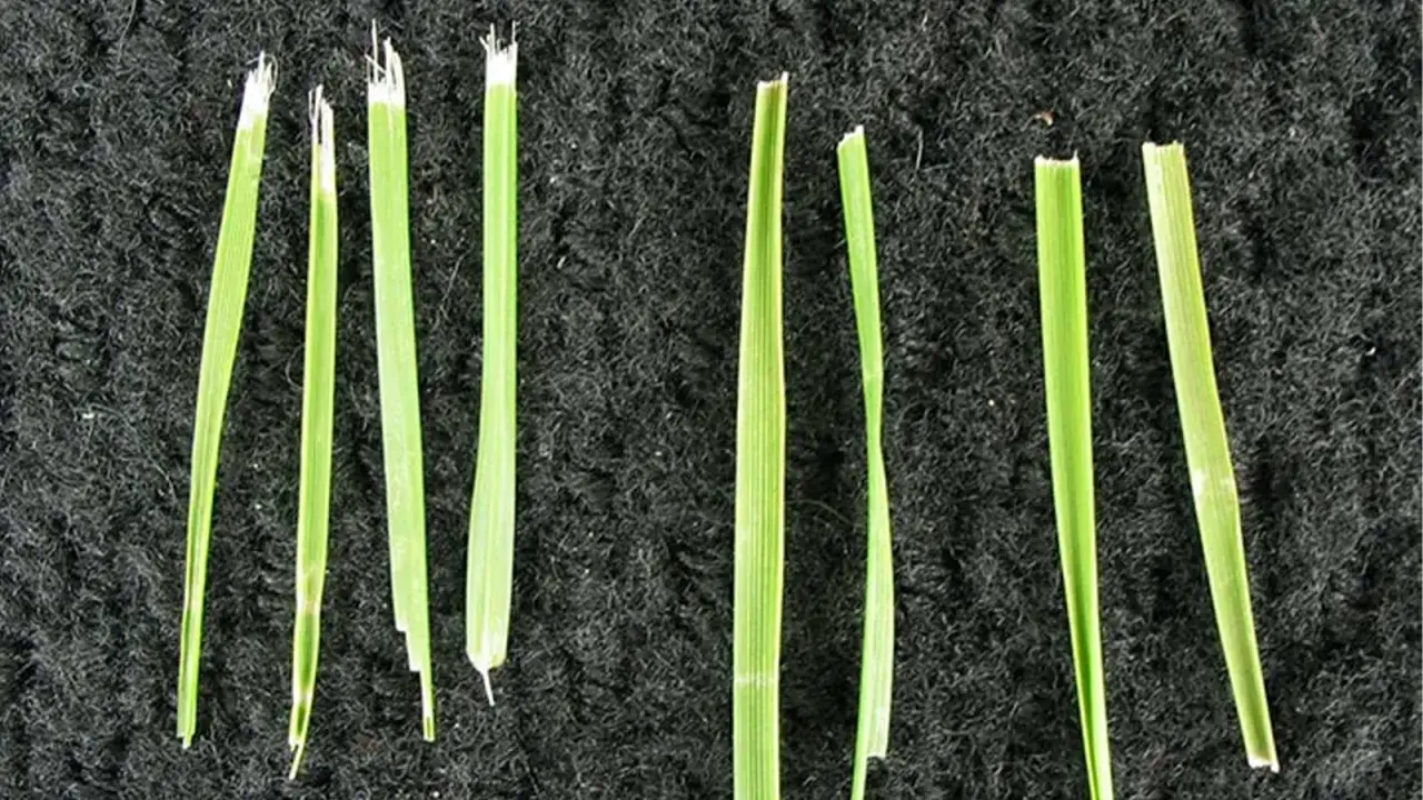 Grass blades show the difference between a clean cut from sharp mower blades and a torn cut from dull ones.