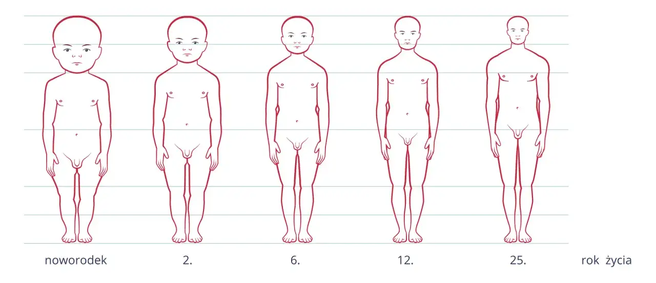 Ilustracja pokazuje fazy rozwoju człowieka: noworodek, 2, 6, 12 i 25 lat.