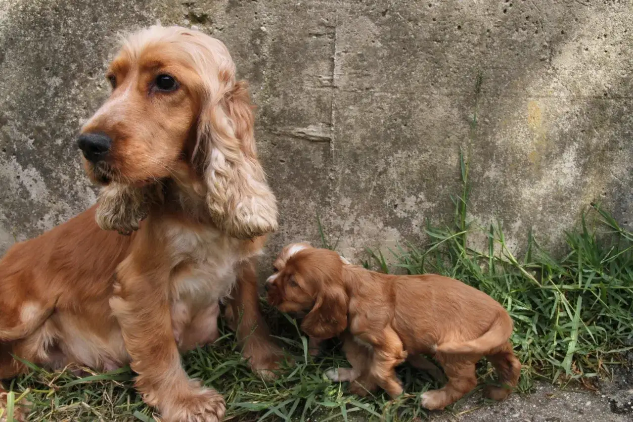 Słodki szczeniak cocker spaniela przytula się do mamy. Zastanawiasz się nad cocker spaniel cena?