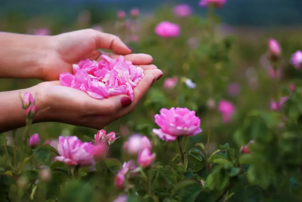 Mani raccolgono petali di rosa damascena, fiore noto per le sue propriet&agrave; benefiche e profumate, in un campo fiorito.