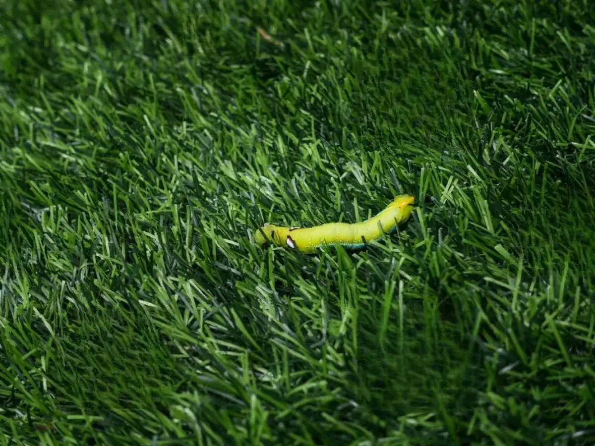 Oruga verde brillante sobre c&eacute;sped artificial. Un problema que requiere insecticida para c&eacute;sped artificial.