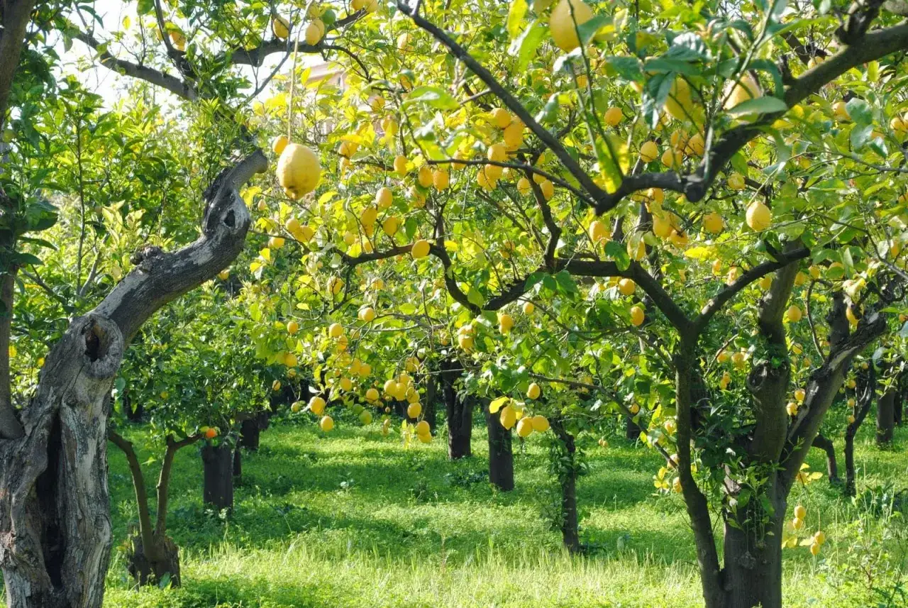 Un rigoglioso giardino di limoni, con alberi carichi di frutti gialli. La **limone coltivazione** &egrave; rigogliosa, con un prato verde brillante sotto gli alberi.