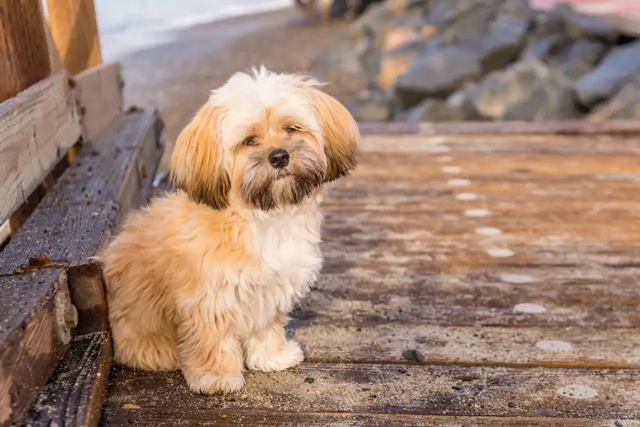 Uroczy shih tzu siedzi na drewnianym pomoście. Jego długie, jasne włosy przypominają puch.