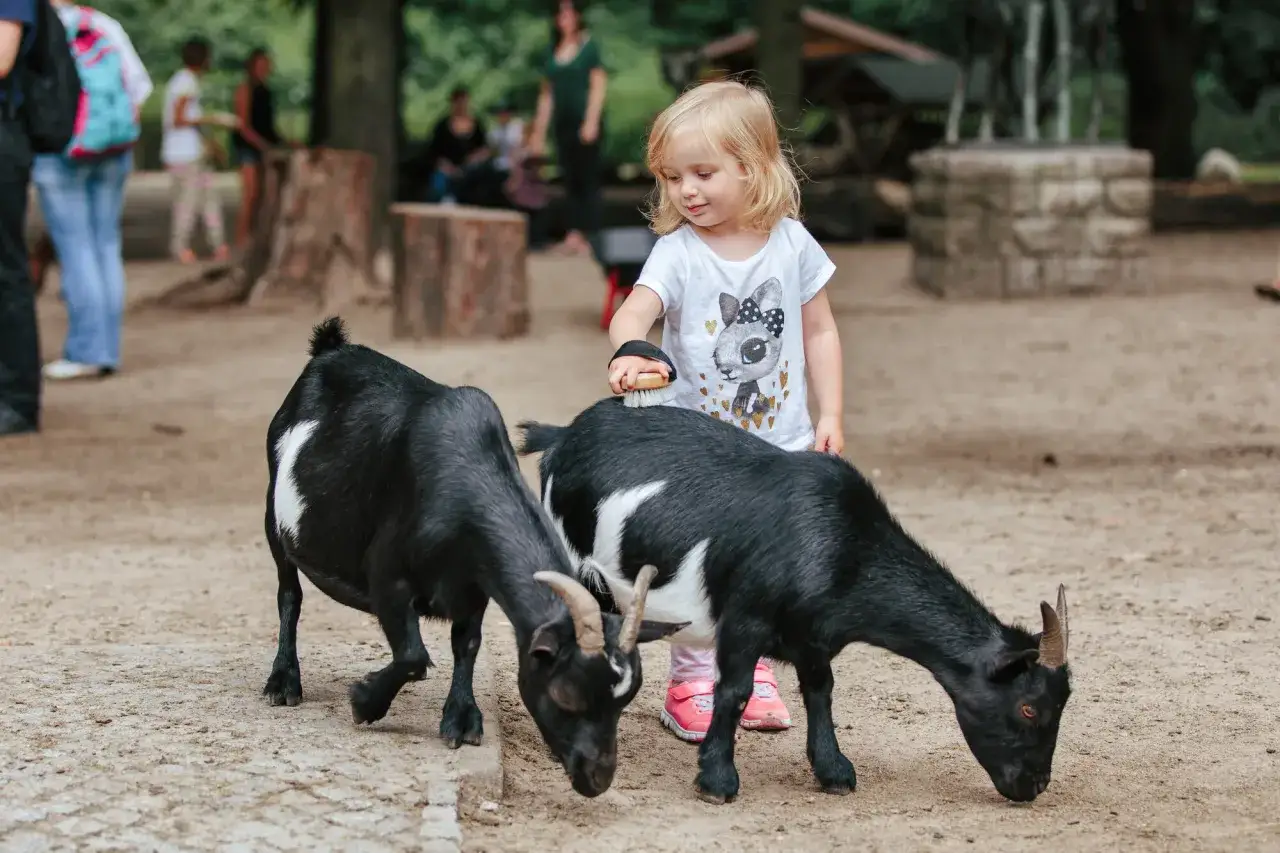 Kleines M&auml;dchen b&uuml;rstet Ziegen im Streichelzoo Berlin.