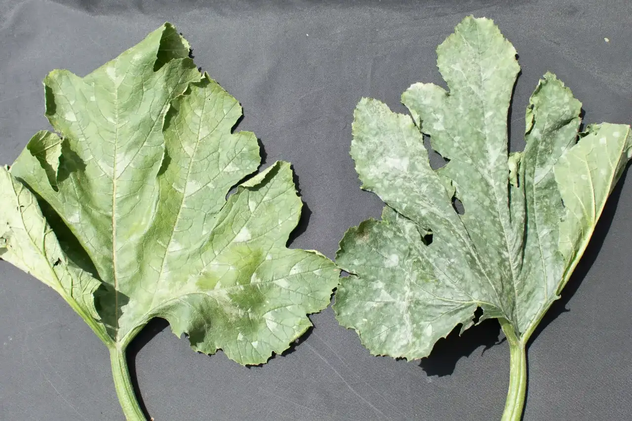 Deux feuilles de courgette, l'une saine, l'autre atteinte d'o&iuml;dium, montrant l'efficacit&eacute; du traitement bicarbonate.