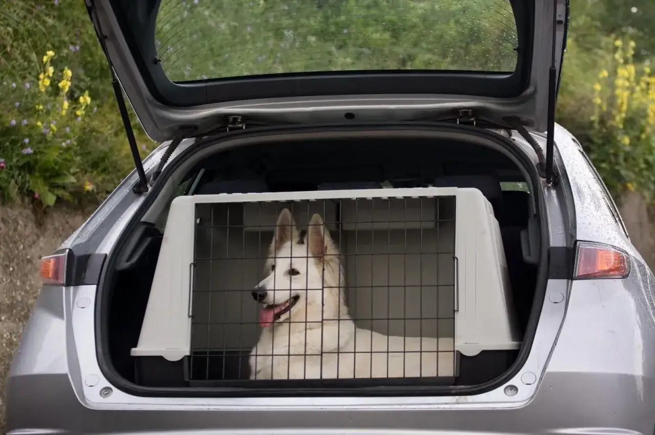 Un chien blanc est confortablement installé dans sa caisse plastique pour chien, prête pour un voyage en voiture.