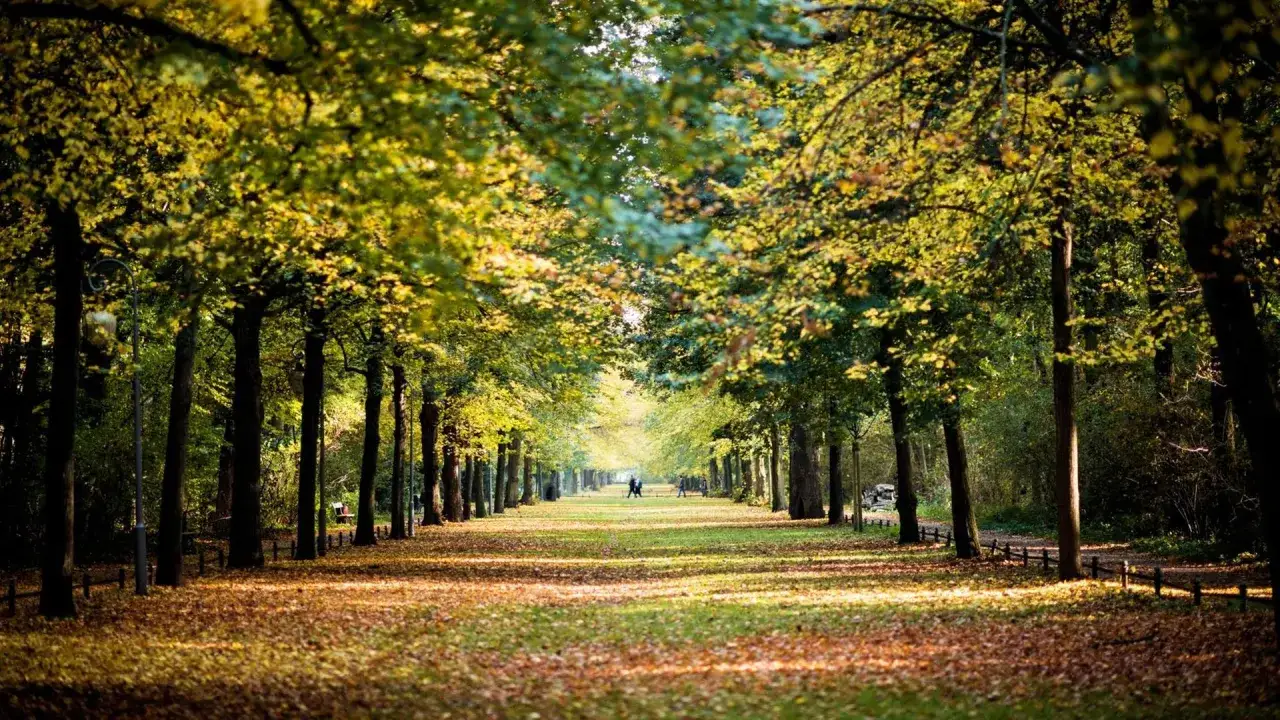 Herbstliche Allee im Englischen Garten Berlin, mit goldenem Laub und zwei Spazierg&auml;ngern im Hintergrund.