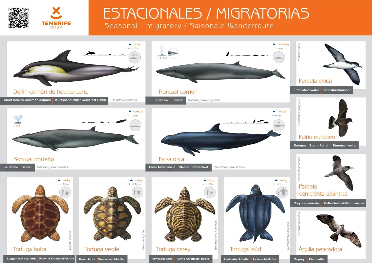 Mam&iacute;feros marinos y aves marinas de las Canarias: delf&iacute;n, rorcual, orca, pardelas, tortugas y &aacute;guila pescadora.