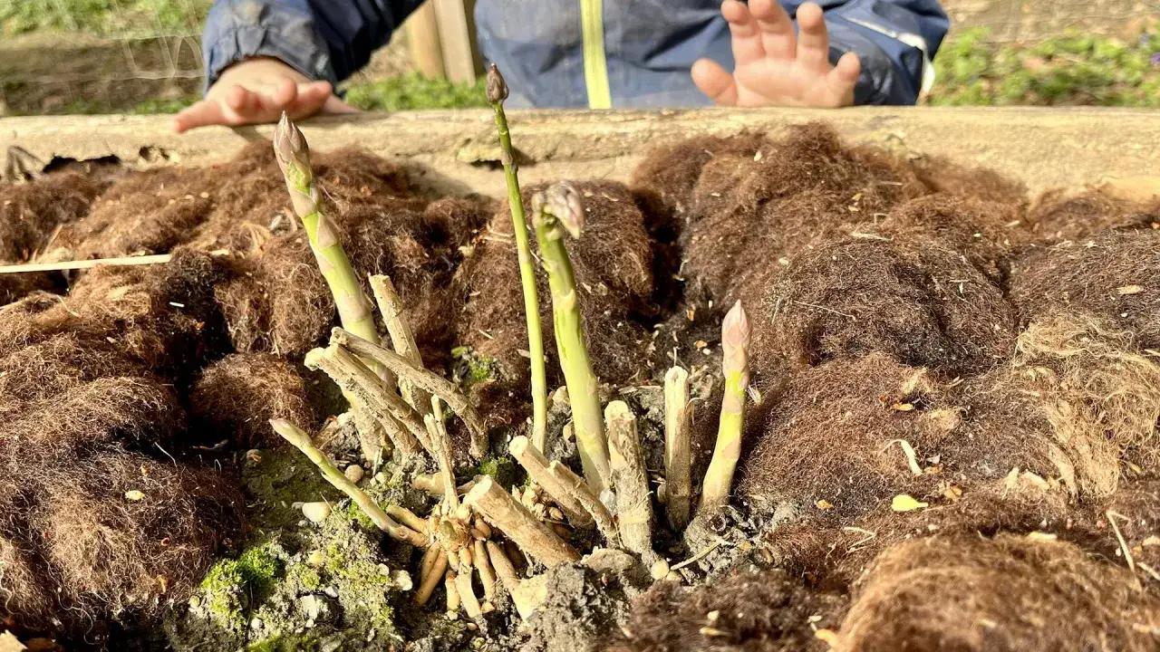 Letzte Spargelzeit-Schösslinge recken sich aus der Erde, bedeckt mit braunem Mulch. Ein Kind blickt neugierig darauf.