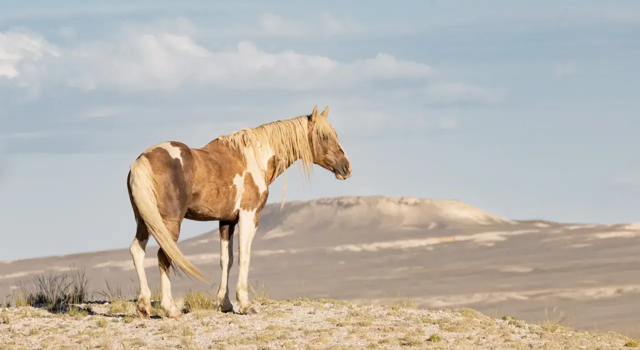 Brązowo-biały mustang stoi na wzgórzu, wpatrując się w dal.