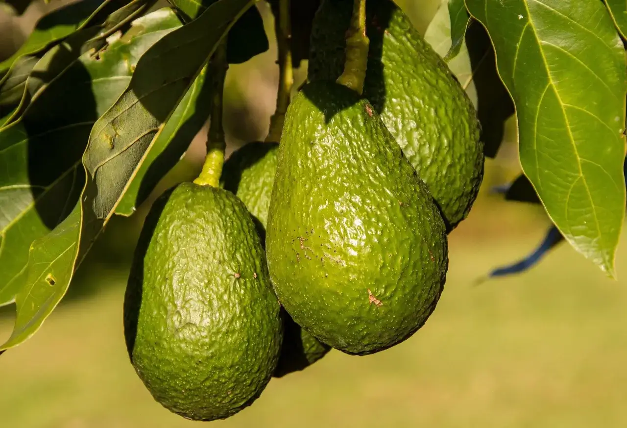 Zielone, dojrzałe awokado zwisające z gałęzi. Ten owoc, choć pyszny, bywa nazywany 
