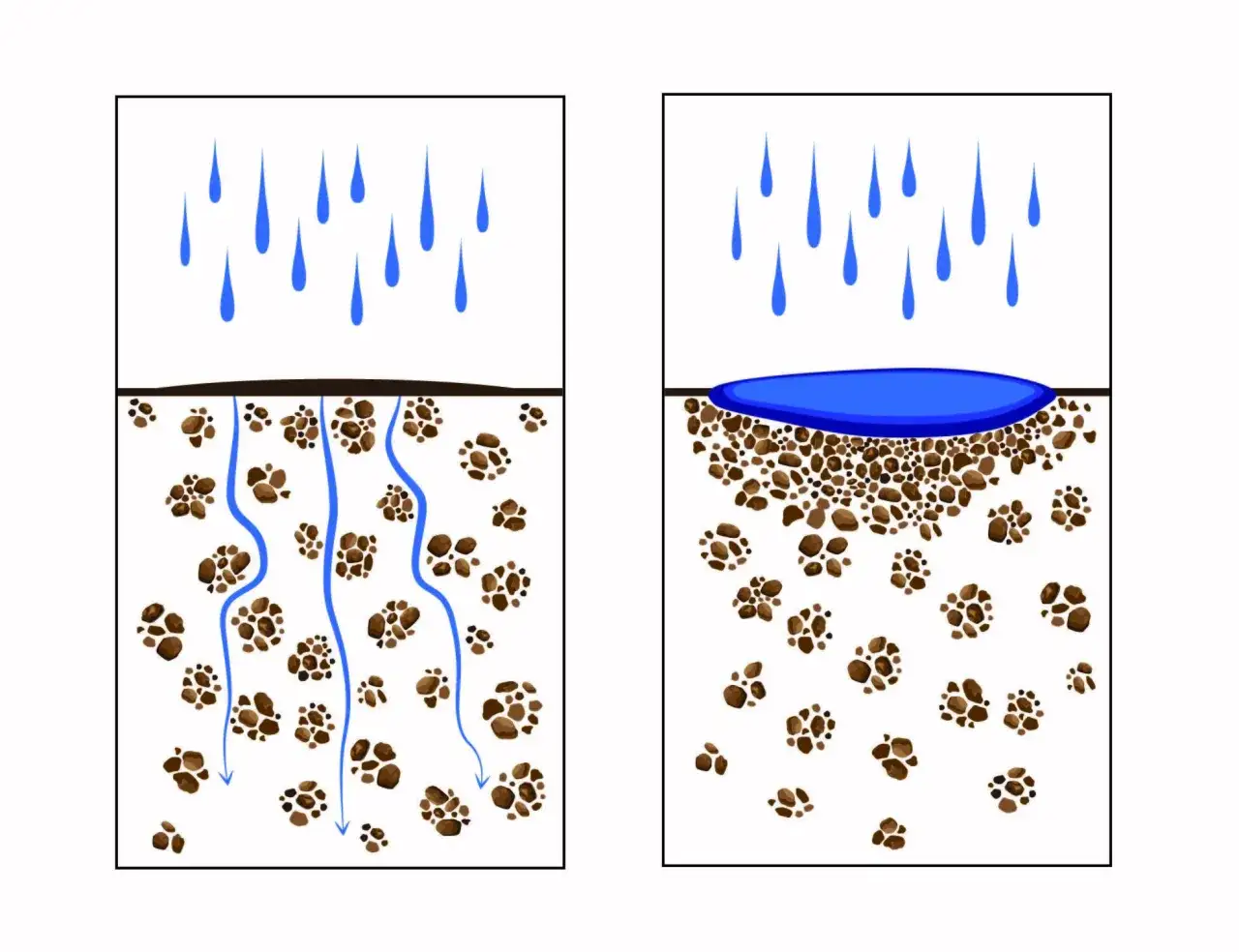 Illustrazione mostra come abbassare la salinità del terreno: a sinistra, l'acqua piovana drena bene; a destra, ristagna, peggiorando la salinità.