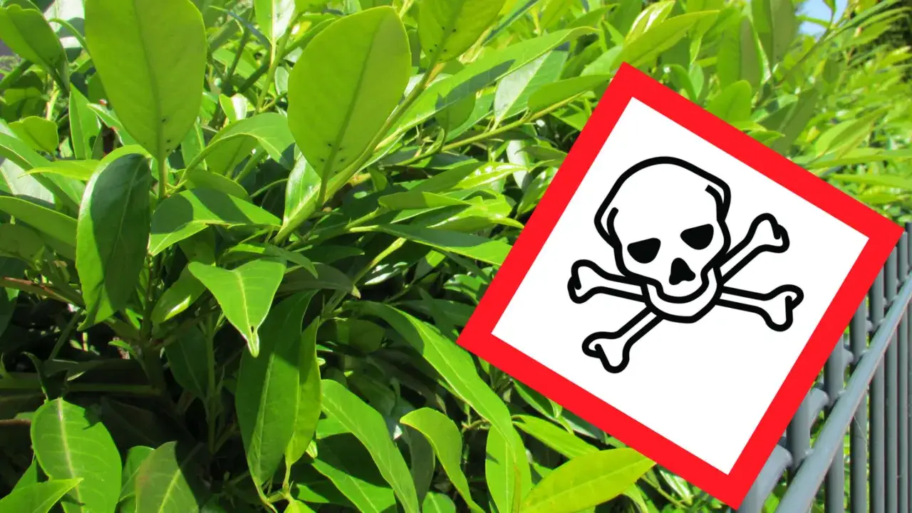 Gr&uuml;ner Kirschlorbeer mit Totenkopf-Symbol. Achtung: Kirschlorbeer verboten NRW.