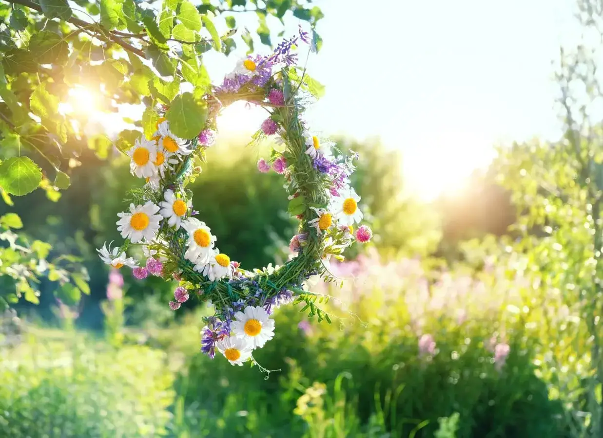 En midsommarkrans av prästkragar och blåklint hänger i en björkgren. Solen skiner genom lövverket och skapar en magisk stämning för midsommer i Sverige.