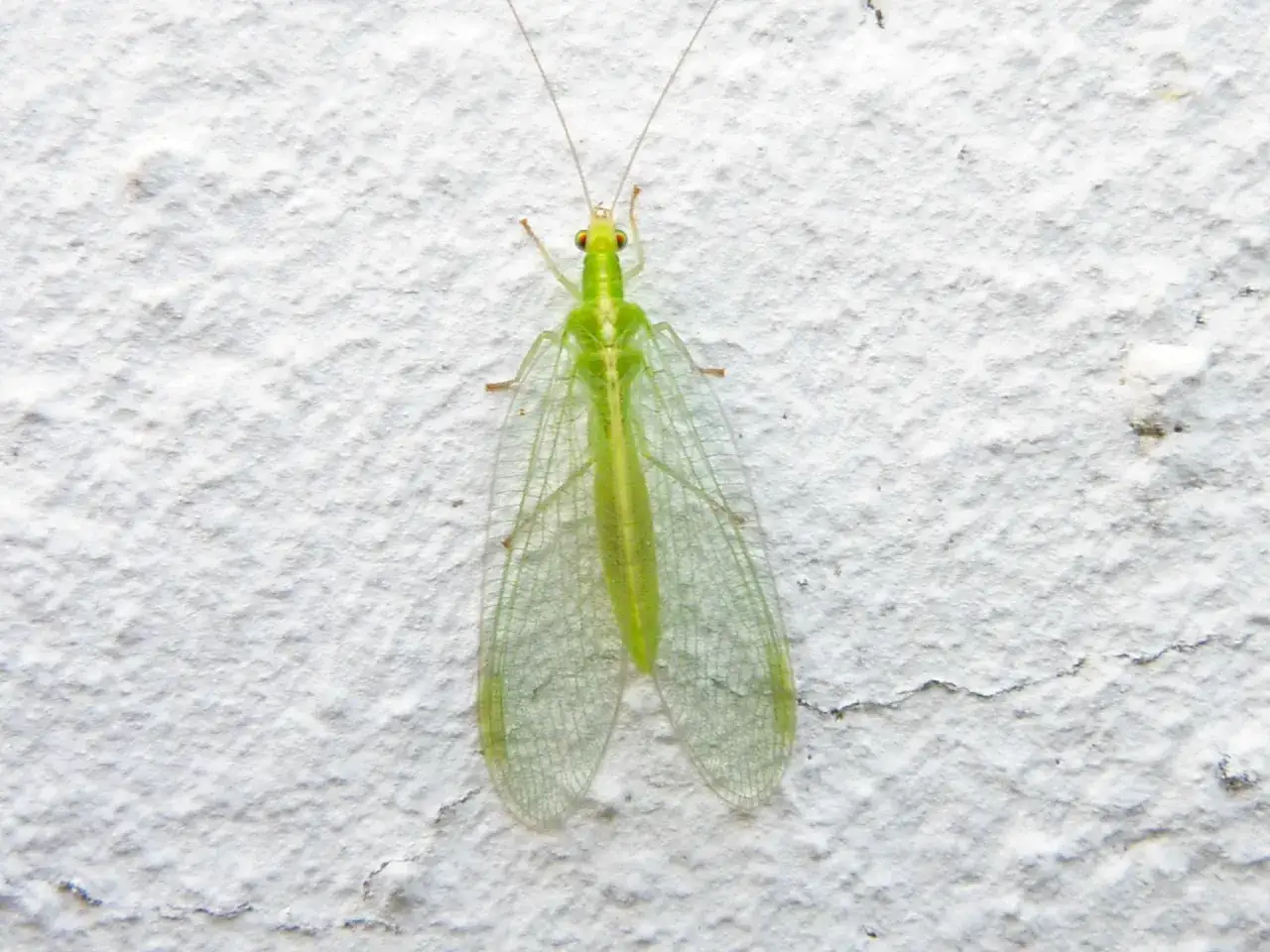 Une demoiselle verte aux ailes transparentes, un des précieux insectes auxiliaires, se repose sur un mur blanc texturé.