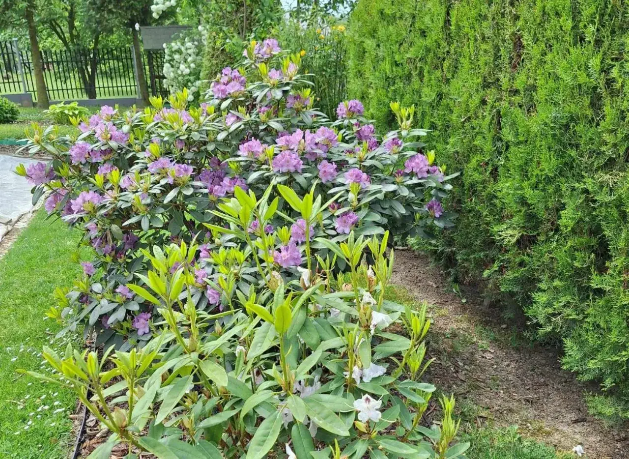 Piękny rododendron kwitnie obficie, tworząc barwne tło dla zielonego żywopłotu. Idealne stanowisko dla tej rośliny.