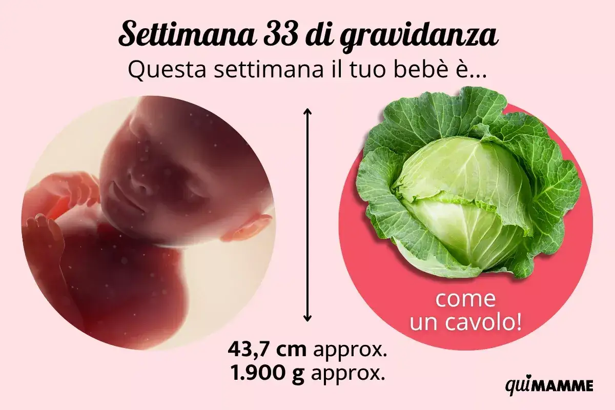 A 33 settimane di gravidanza quanti mesi sono? Il tuo bimbo &egrave; grande come un cavolo, circa 43,7 cm e 1.900 g.