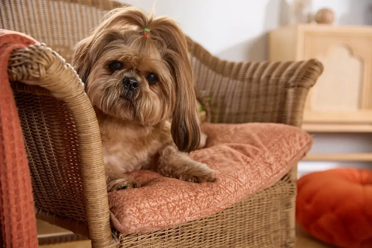 Uroczy piesek rasy Shih Tzu, jednej z chińskich ras psów, siedzi na wiklinowym fotelu, otulony pomarańczowym kocem.