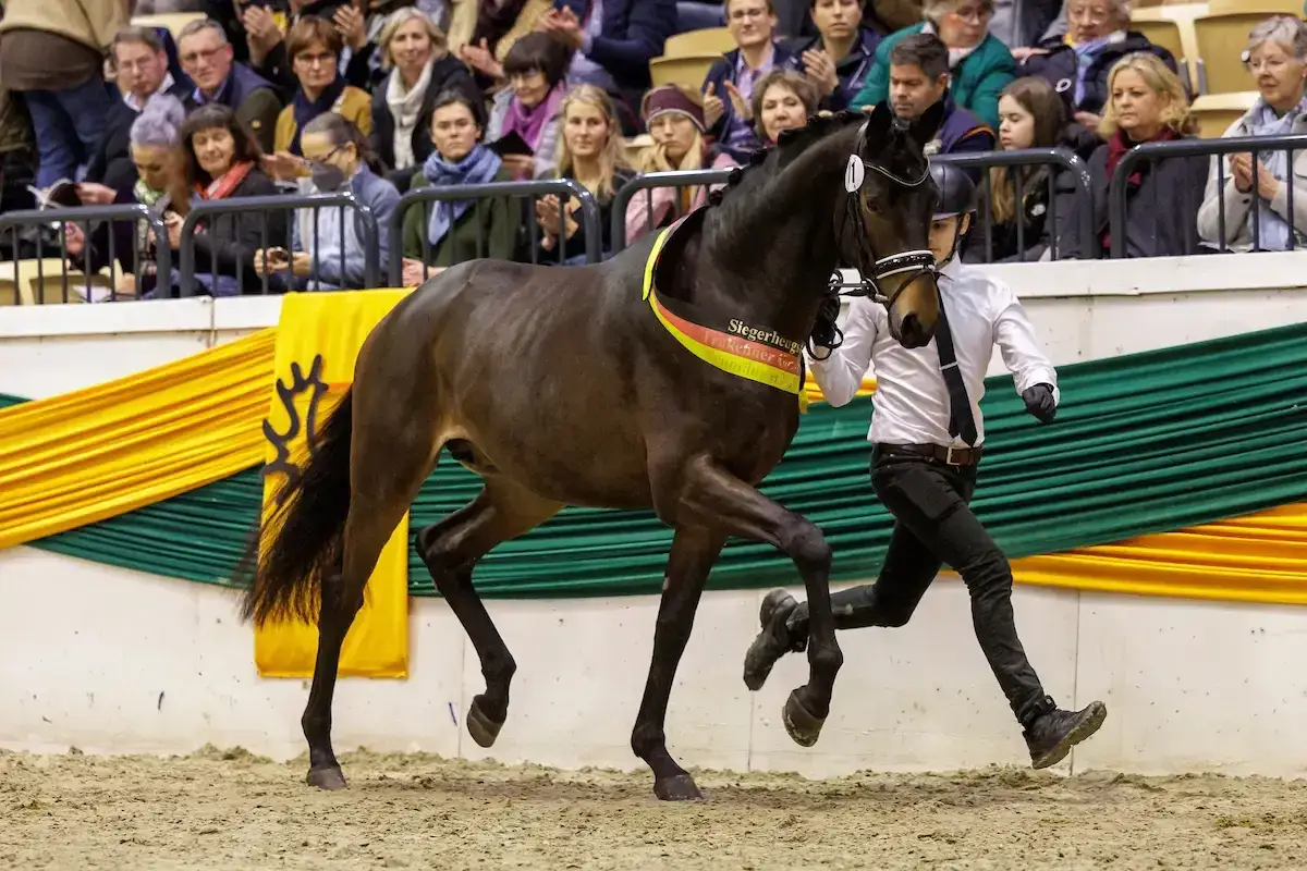 Ein brauner Hengst mit Siegerband, der den **Trakehner Charakter** zeigt, wird von einem jungen Mann in einem weißen Hemd und schwarzer Hose präsentiert.