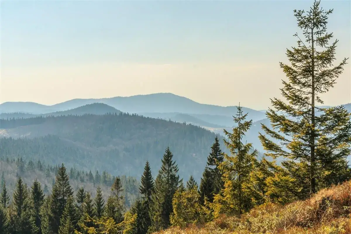 Malowniczy widok na Beskidy, idealny na trasę rowerową Żywiec. Góry w odcieniach niebieskiego, lasy i pojedyncze drzewa na pierwszym planie.