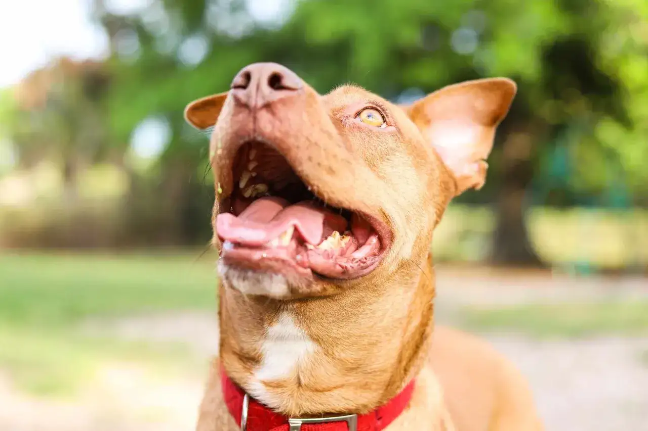 Radosny pitbull red nose z otwartym pyskiem, w czerwonej obroży, wygląda na szczęśliwego. Jego charakter to wesołość i energia.