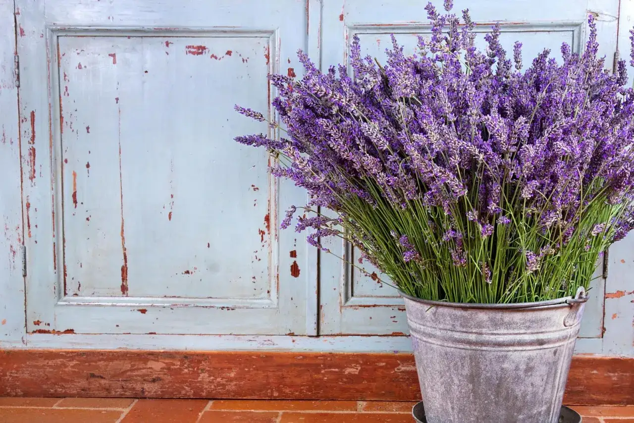 Un ramo de lavanda en un cubo metálico, perfecto para aprender sobre lavanda cuidados y disfrutar de su aroma.
