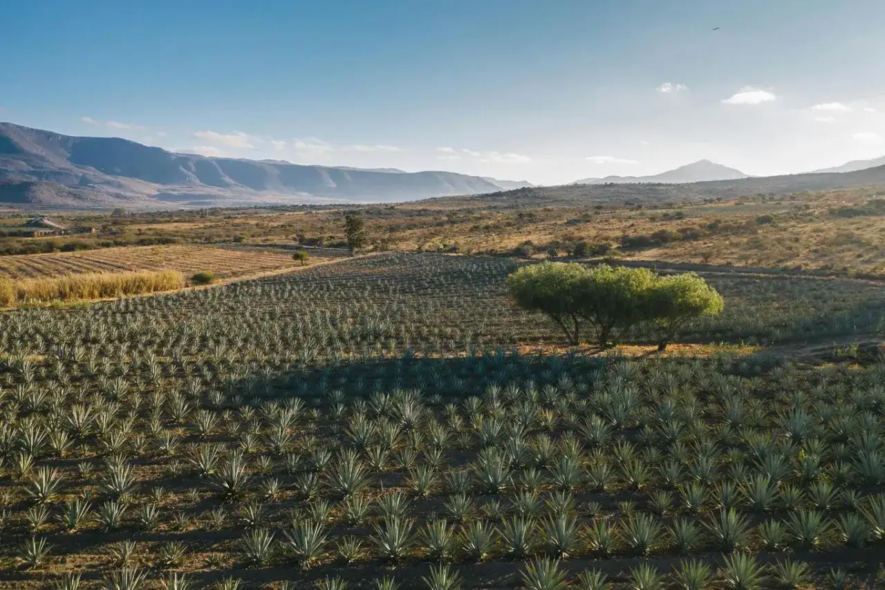 Campo de agave azul bajo un cielo despejado. La extensi&oacute;n de la plantaci&oacute;n sugiere un valor considerable, como se calcula el justiprecio de una finca.