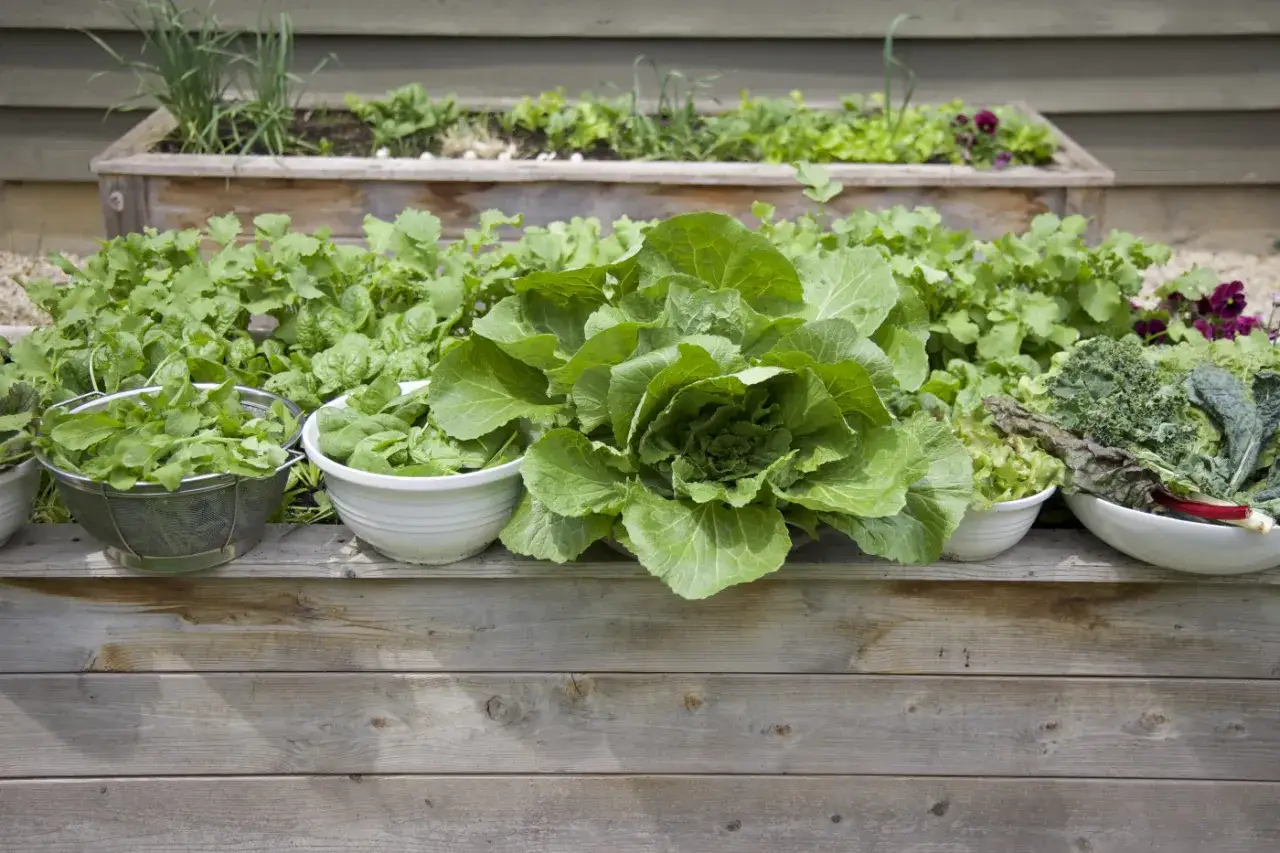 L&eacute;gumes frais pr&ecirc;ts &agrave; &ecirc;tre r&eacute;colt&eacute;s, dont une grosse laitue, des &eacute;pinards et du chou fris&eacute;. Id&eacute;al pour planter des salades.