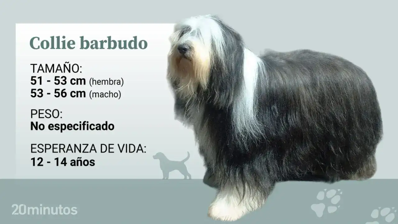 Un majestuoso collie barbudo, con su característico pelaje largo y denso, posa junto a información sobre su tamaño y esperanza de vida.