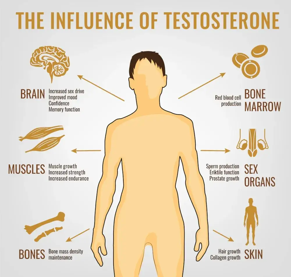 Objawy niedoboru testosteronu infografika