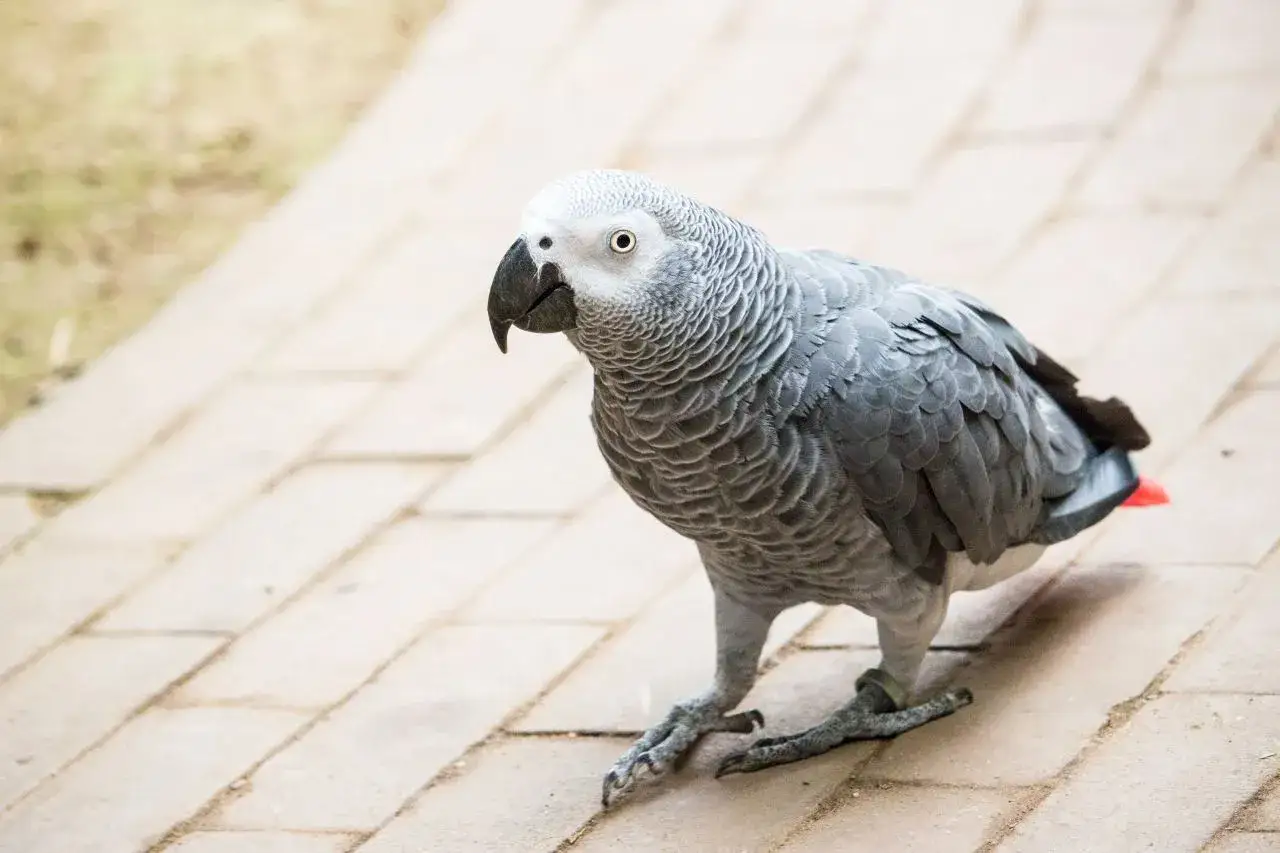 Szara papuga żako z czerwonym ogonem, stojąca na chodniku. Zastanawiasz się nad jej ceną?