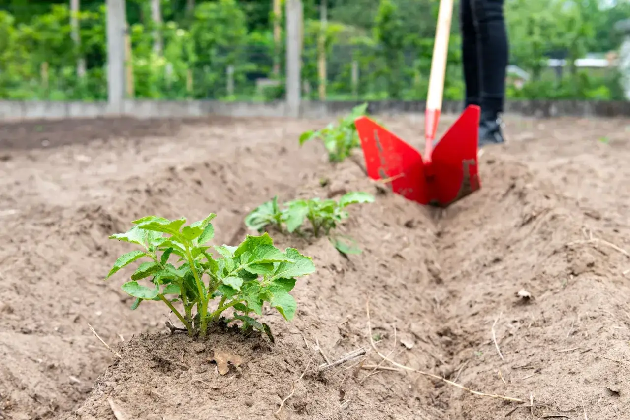 Jeunes plants de pomme de terre dans un champ, une pelle rouge pr&ecirc;te &agrave; travailler le sol. Bient&ocirc;t, de d&eacute;licieuses pommes de terre au beurre !