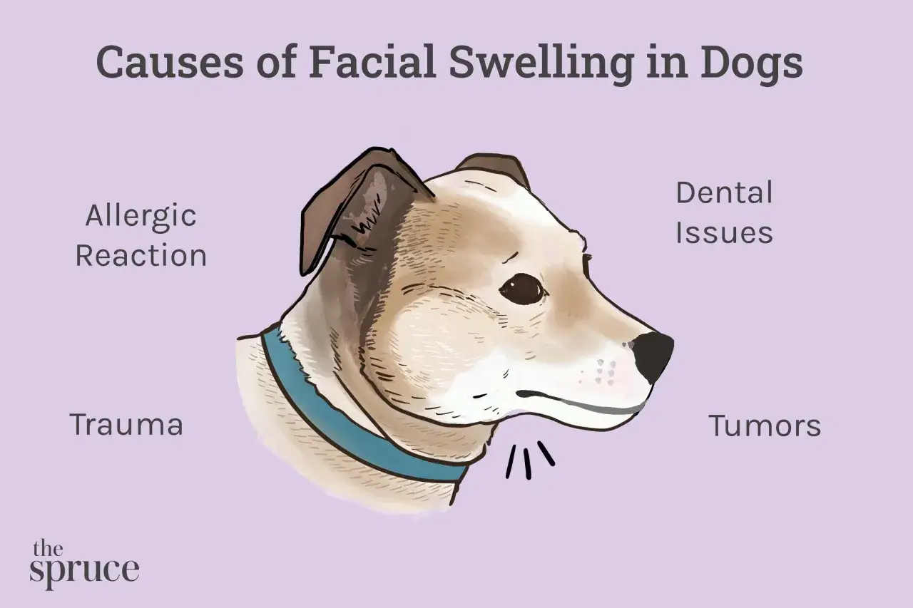 Illustration d'un chien montrant les causes de gonflement facial. L'œdème de quincke chez le chien peut avoir des traitements naturels.