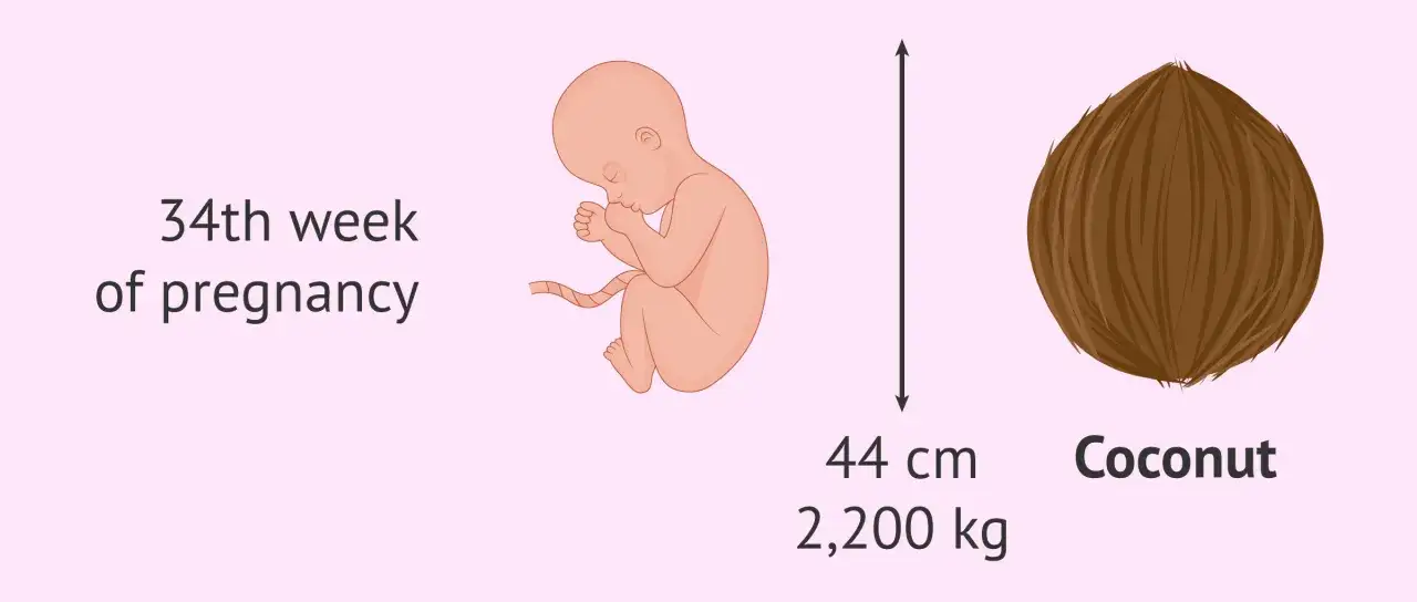 Gravid vecka 34: fostret är nu lika stort som en kokosnöt, 44 cm och väger 2,2 kg.