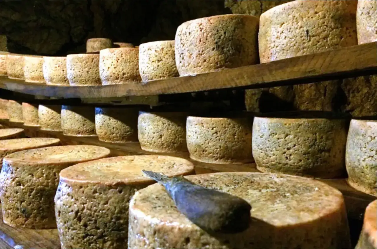 Quesos artesanales en proceso de curación, algunos podrían ser el queso mas caro del mundo.
